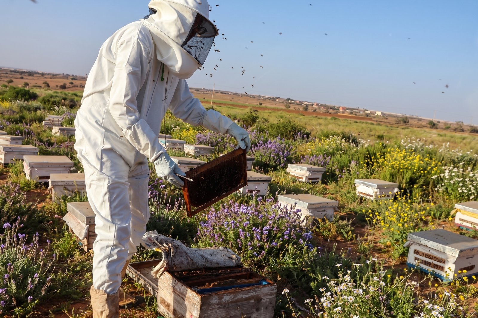 Honey Production
