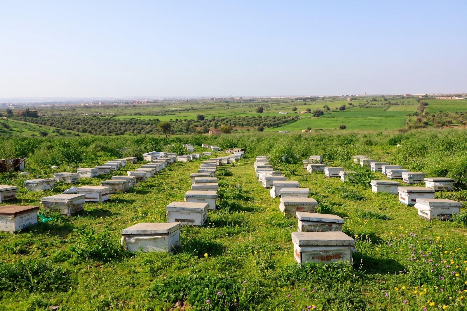 Bees